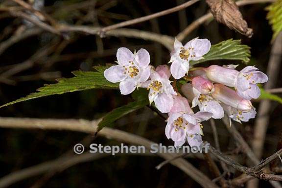 neillia sinensis 1 graphic